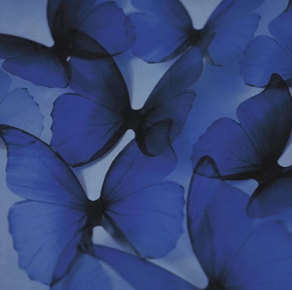 卫生巾非要用黑色袋子装,挑战卫生巾不用黑袋子装