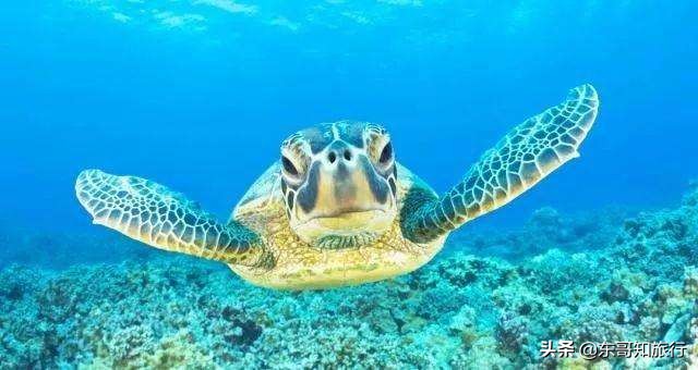 双月湾小星山浮潜和深潜的区别,惠州双月湾旅游攻略潜水