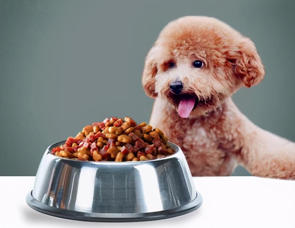 贵宾犬吃什么牌子的狗粮好,贵宾犬吃什么牌子狗粮好吃一点
