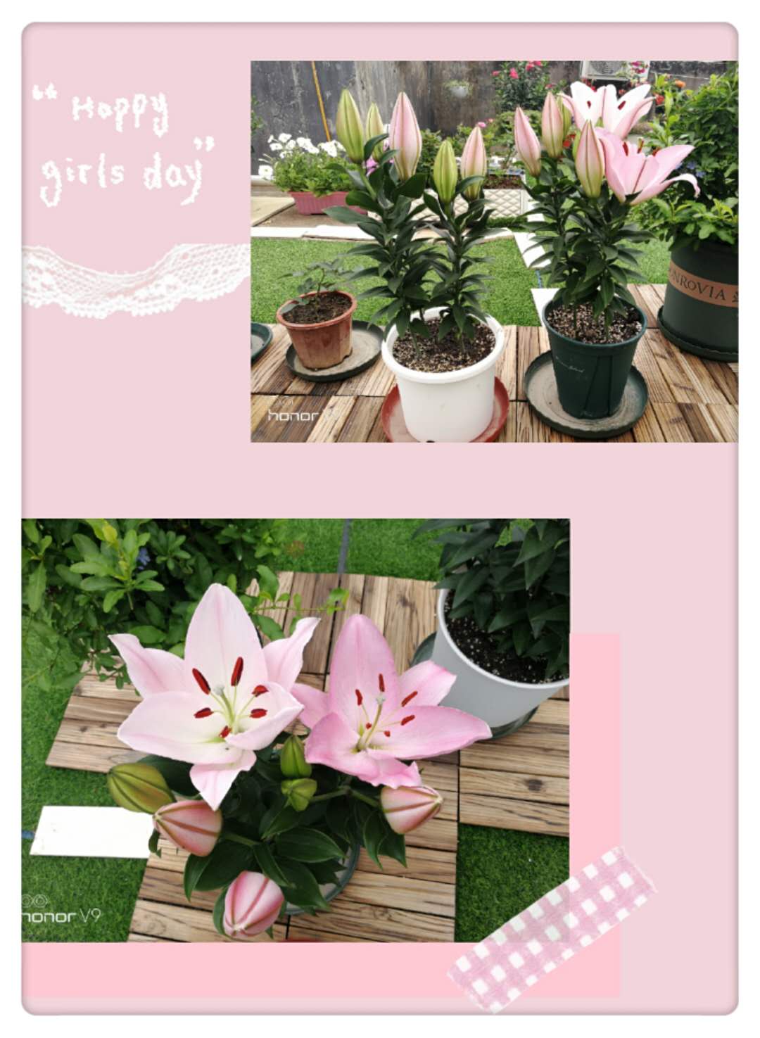 球根类花卉的五种类型的区别,球根类耐热耐寒花