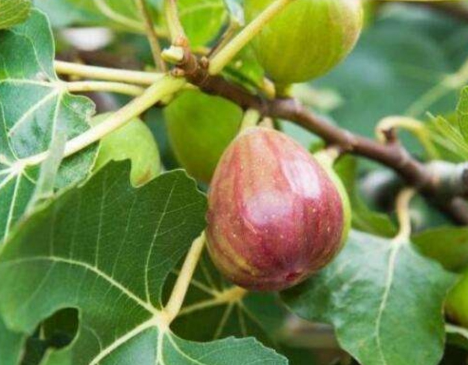 盆栽无花果掉叶子怎么办,布兰瑞克无花果春果掉落