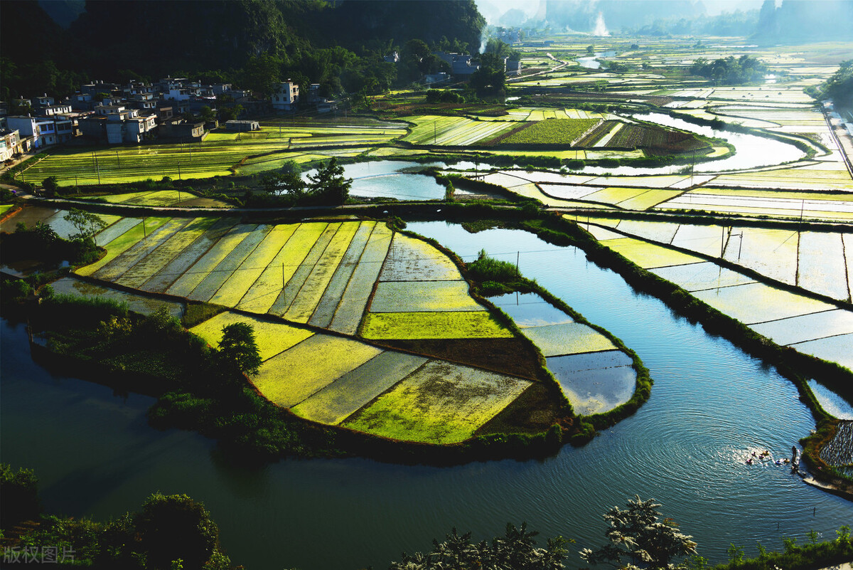 广西桉树产量全世界第一,广西最多种桉树前十名地方