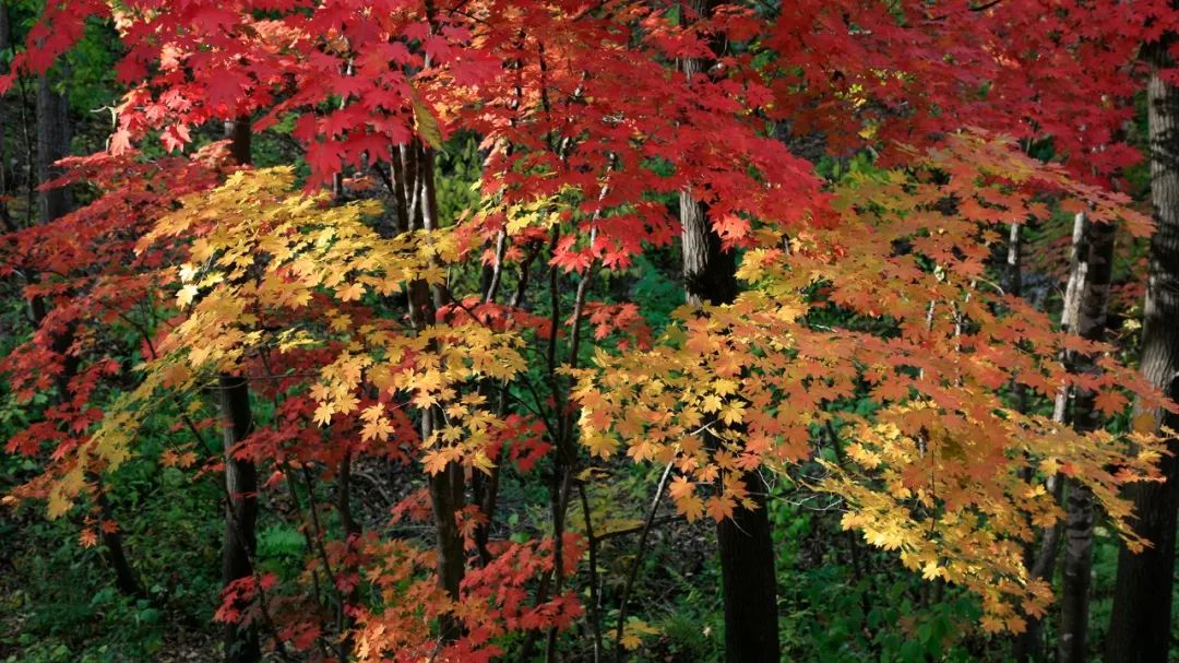 谁是东北第一城,谁才是东北第一城市