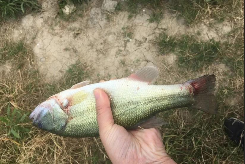 鲈诺卡氏菌使用方法,鲈鱼诺卡氏菌的最佳治疗方法