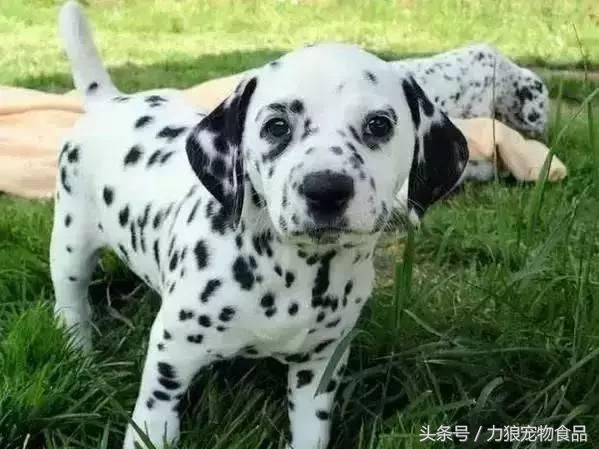 狗狗冷知识500条,狗狗柯基冷知识