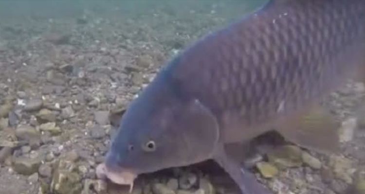 家鱼塘冬天怎样防止鱼冻死,冬季鱼塘养鱼最怕什么