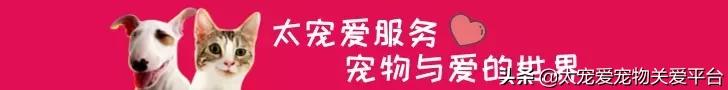 养猫人怎样预防得猫病,养猫的人得了五种猫病