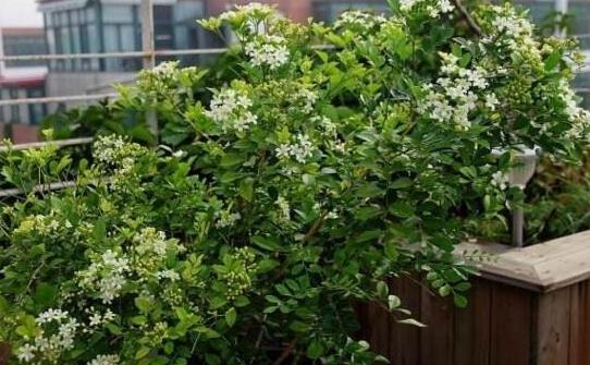 怎么养九里香才能开花,养好一盆九里香诀窍在这里