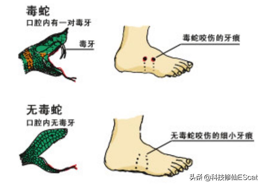 两条毒蛇互相咬会怎么样,两条毒蛇相互咬一口都会死吗
