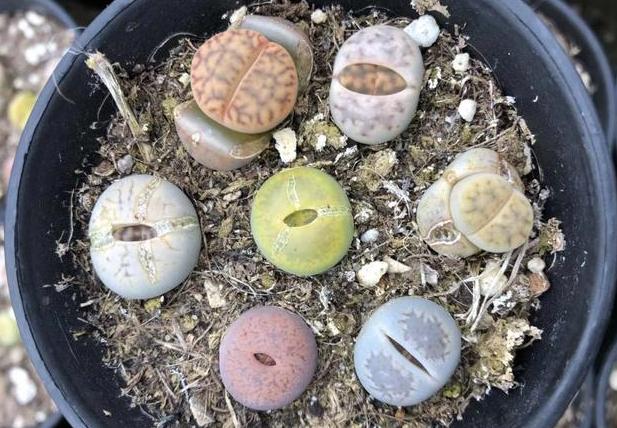 多肉生石花怎么移栽,生石花最好养的多肉