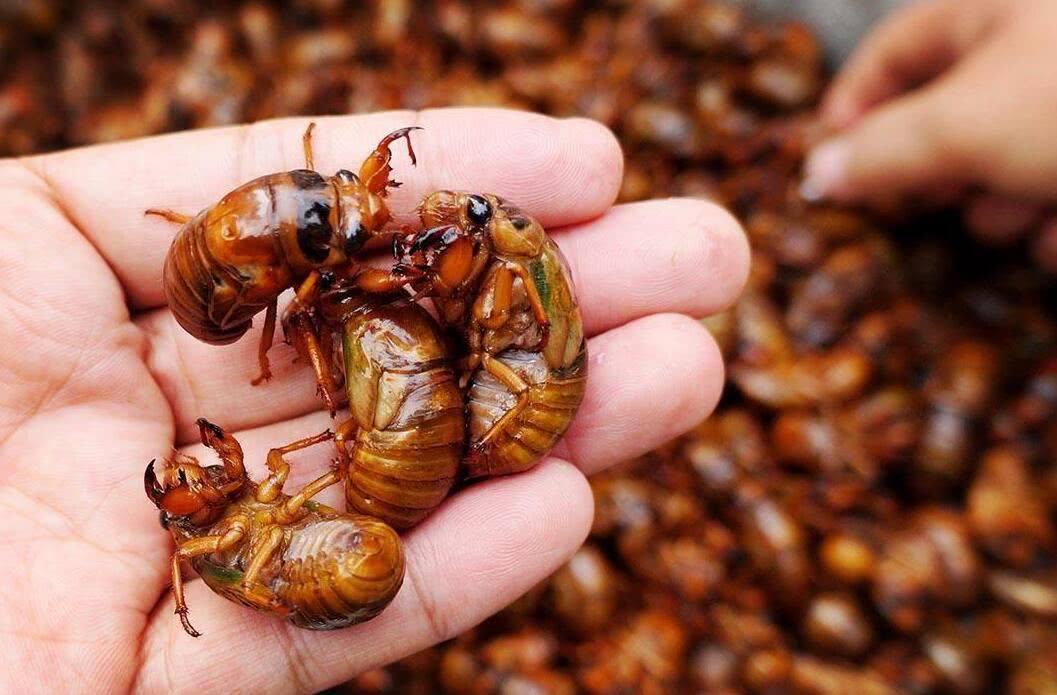 抖音助农人工养殖金蝉,人工养殖金蝉属于禁食吗