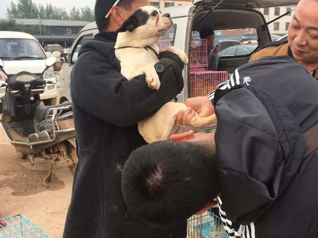 开封狗市巴哥犬多少钱一只,在狗市有便宜的狗狗