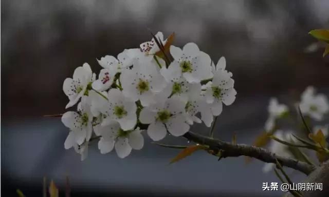 人间四月春暖花开散文,最美人间四月天优美散文