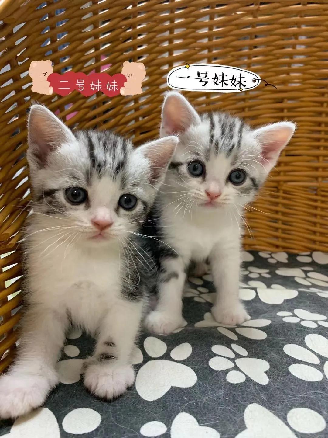 在西安卖猫赚钱,西安哪里卖猫卖得快