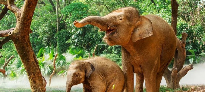 广州长隆野生动物世界的奇幻之旅,番禺长隆野生动物园1天旅游攻略