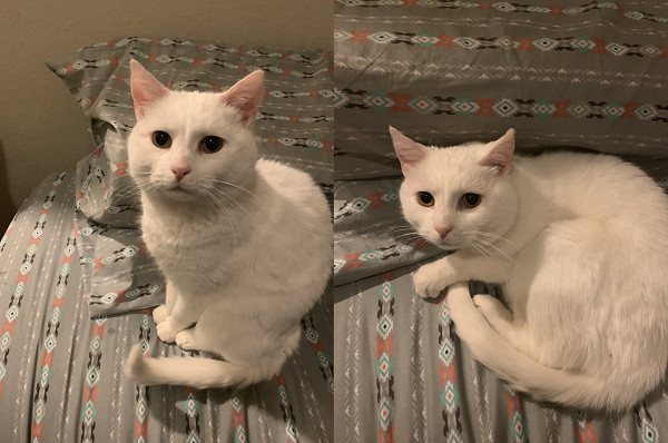 兔子霸占猫窝,兔子霸占领地