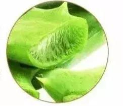 香蒲丽黄金水光面膜如何使用,香蒲丽螺旋藻水光面膜