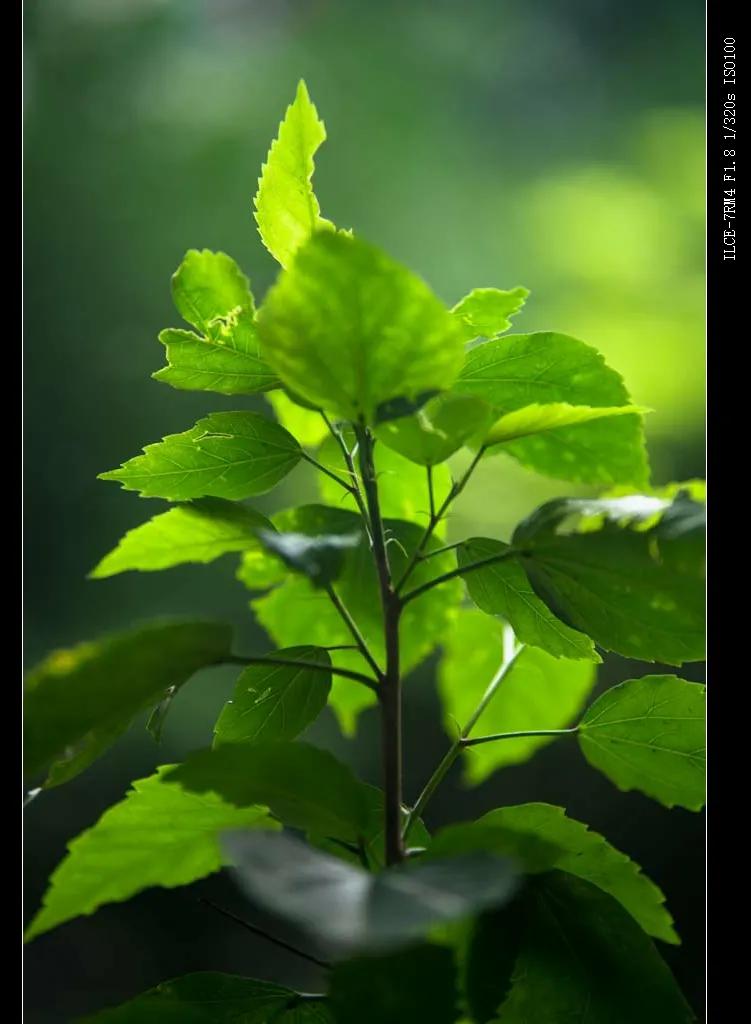 国产自动对焦镜头进击:永诺85、42.5、35mm三镜头测评