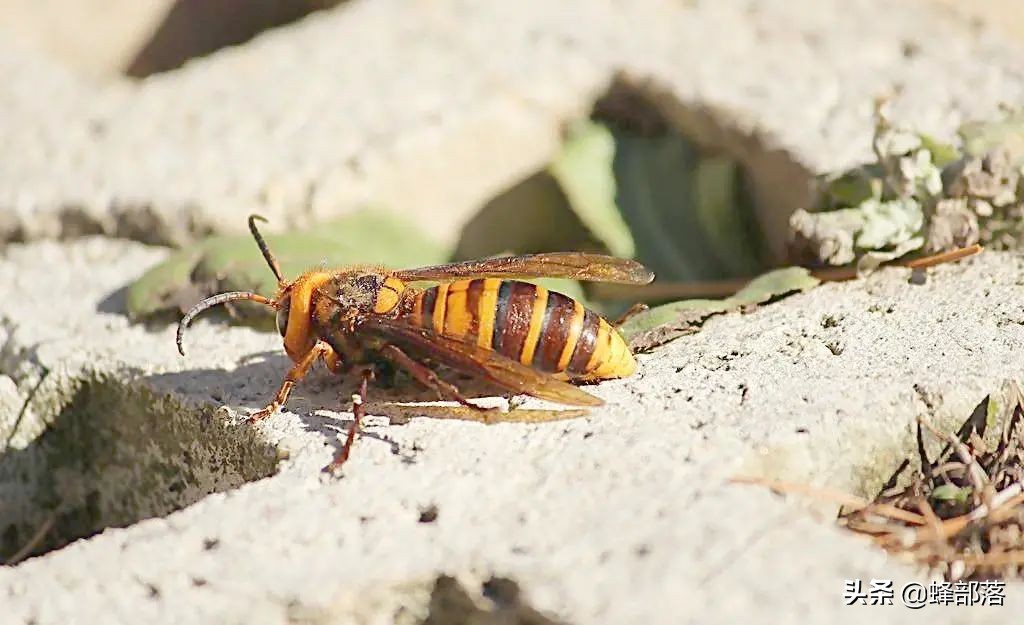 胡蜂为什么是蜜蜂的天敌,蜜蜂最大的天敌马蜂