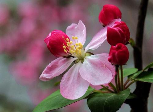 海棠花几乎不长叶,海棠花只开花不结果的品种