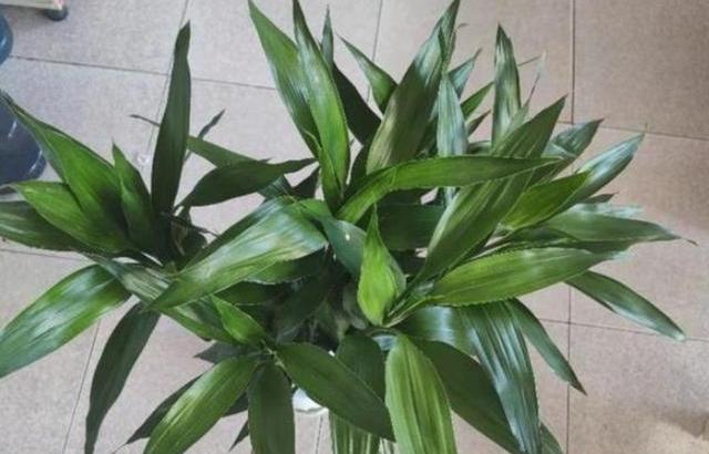 水培富贵竹叶尖干黄如何处理,水培富贵竹盆栽注意事项视频