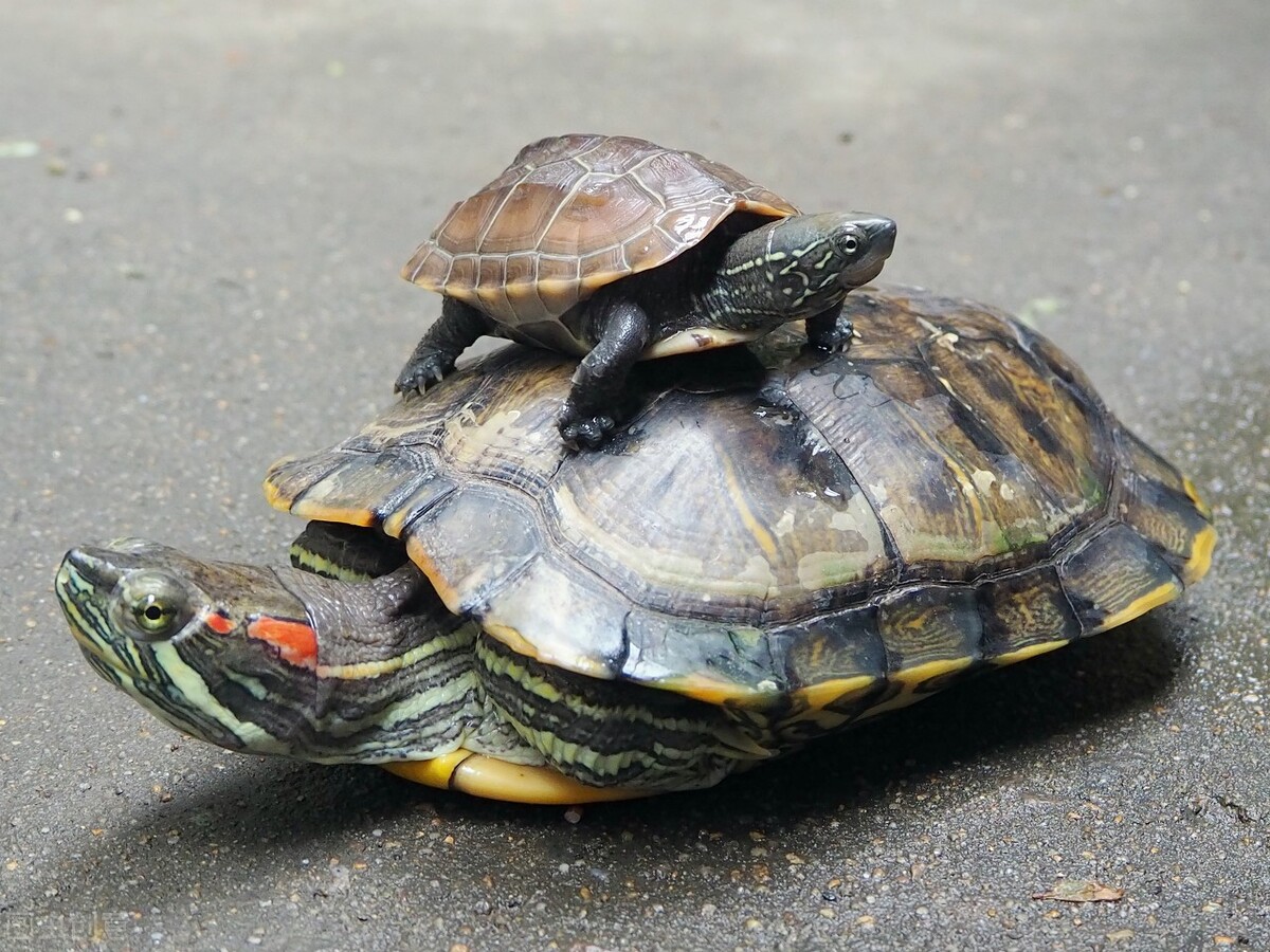 养乌龟的重要事项,养乌龟讲究