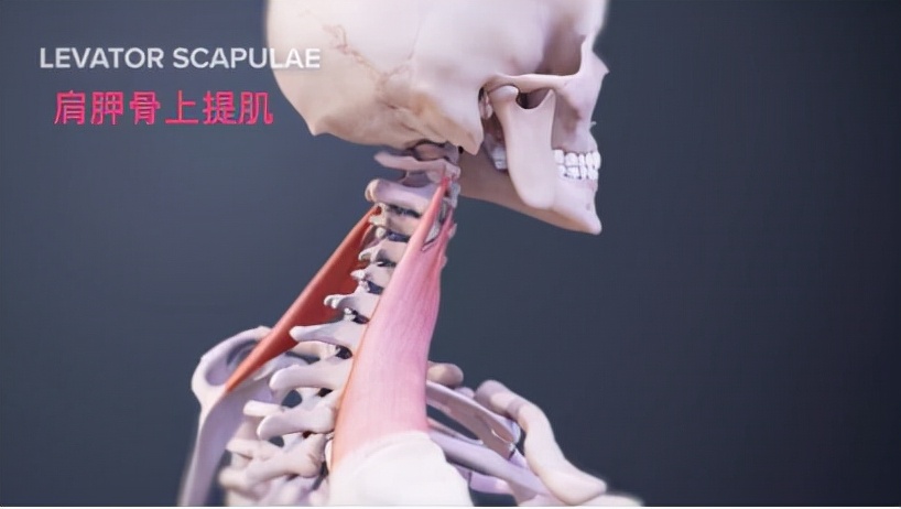 颈部的健身训练,wildfieldhealth牌子如何