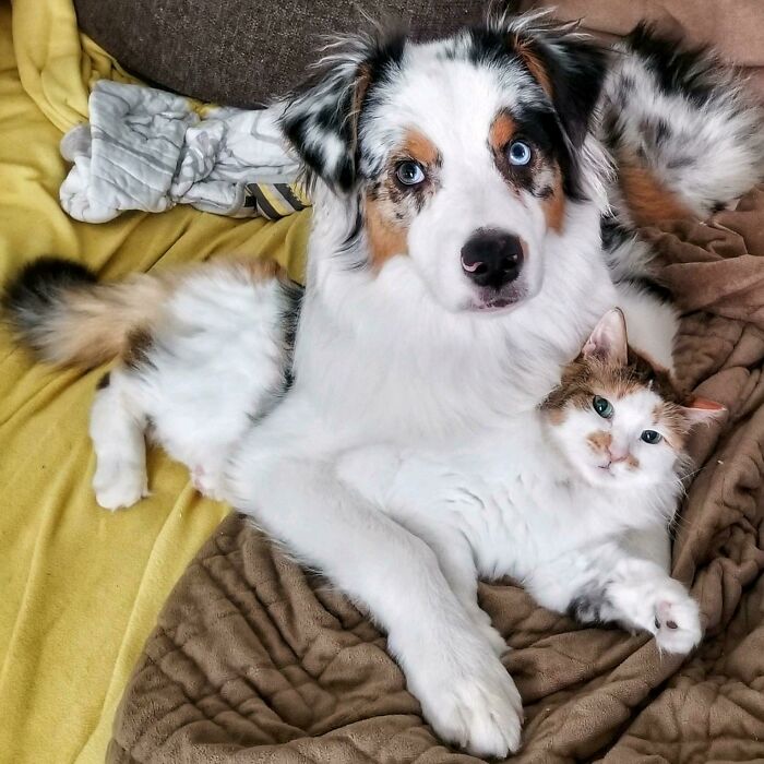 当不同物种的小动物们忽然“撞衫”…同款配色双倍的可爱