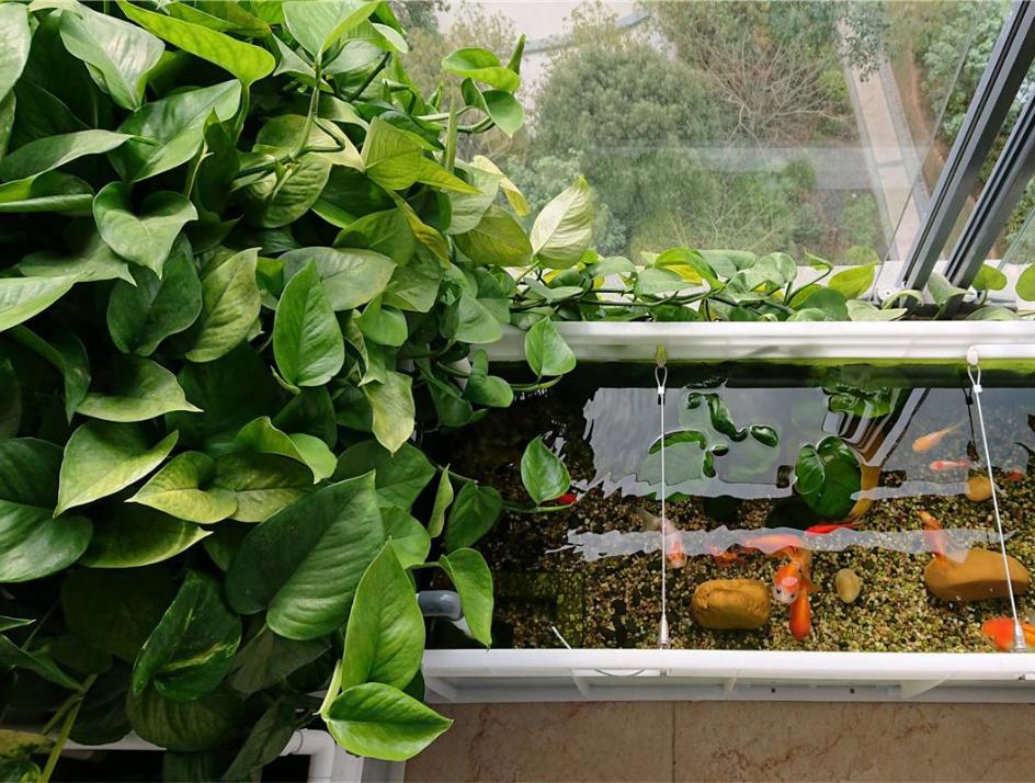 金钻绿萝喜光还是喜阴,大叶绿萝是喜光植物吗