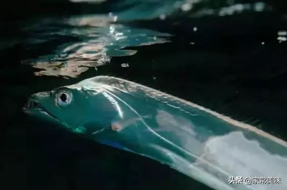 买带鱼小窍门,买带鱼挑选带鱼诀窍