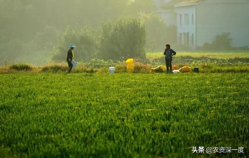 收藏此文你就是肥料专家