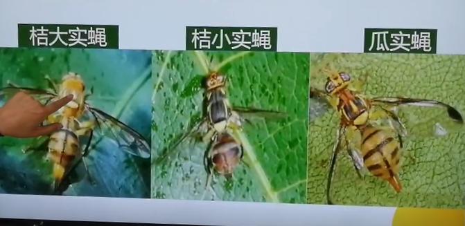 如何防果实蝇虫,防治果蝇虫的方法