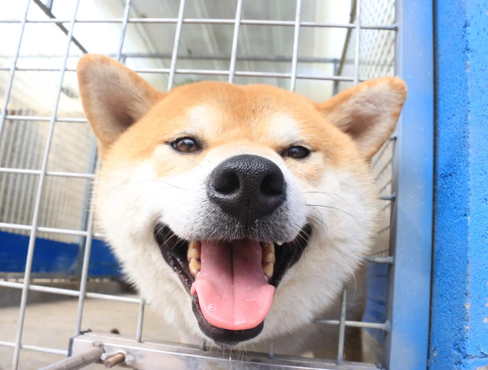 网上买柴犬被骗了怎么办,网上的柴犬是骗人的吗