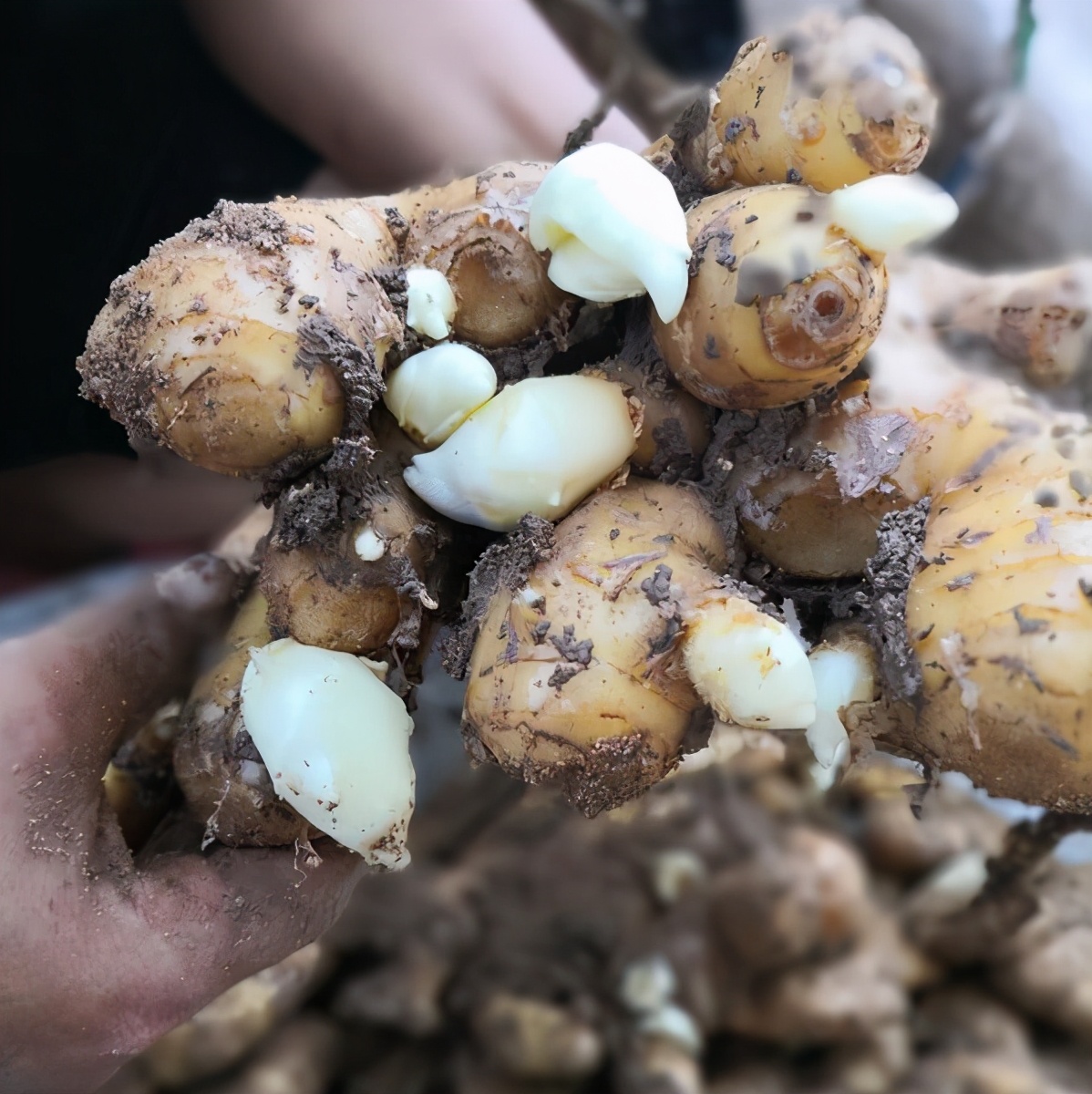 种植生姜的盆栽方法,生姜盆栽种植方法加水爆盆