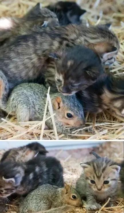 跨越种族的母爱小狗和小猫,跨越种族的母爱狗狗救小猫