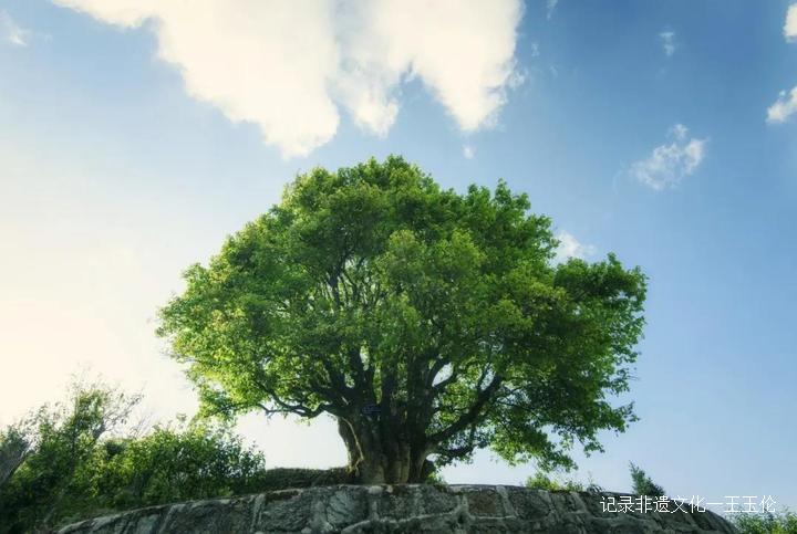 王者风范茶叶价格,龙润普洱生茶顶级老茶饼