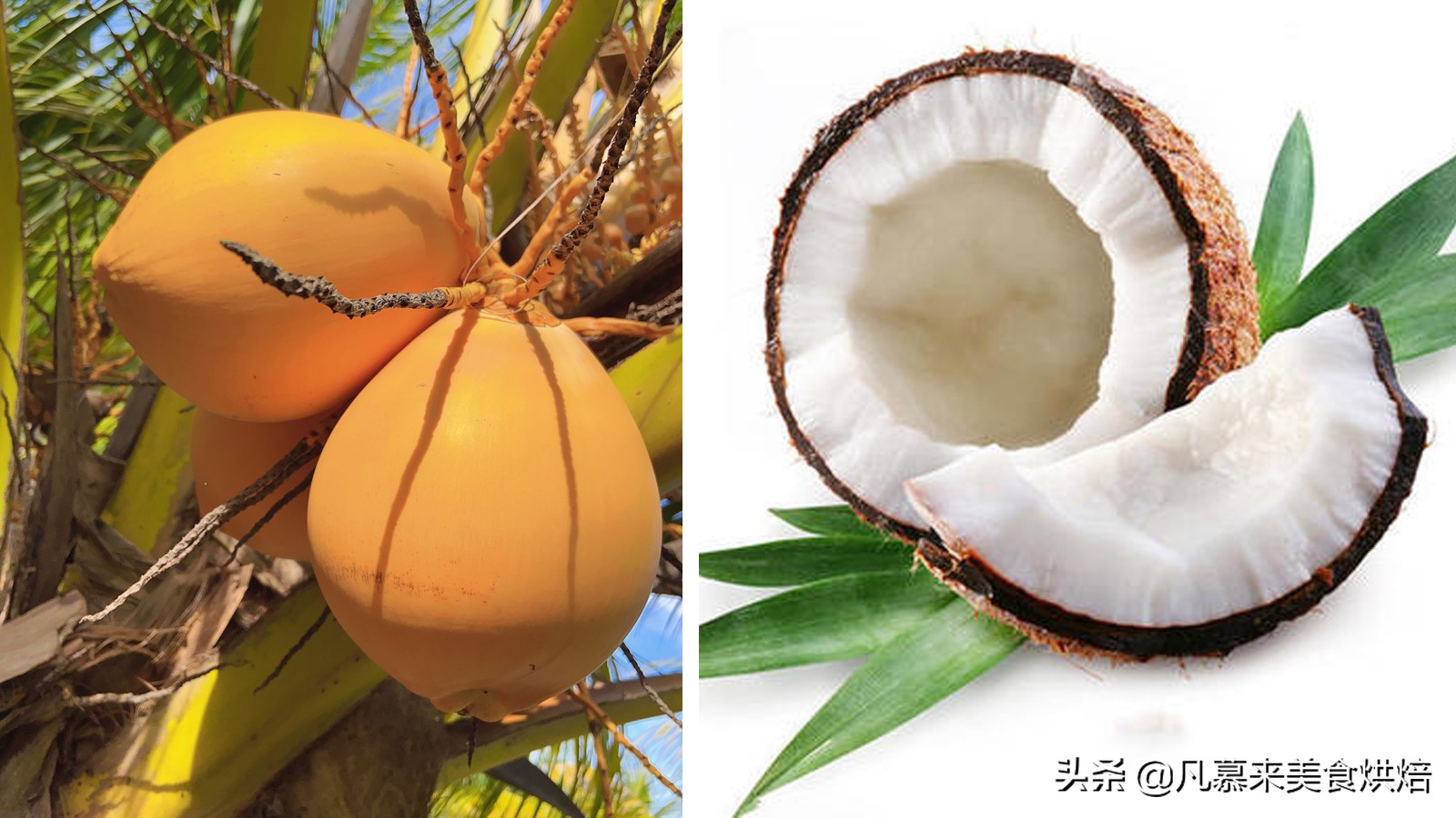 台湾的凤梨跟大陆的菠萝一样吗,台湾有哪些水果是大陆没有的