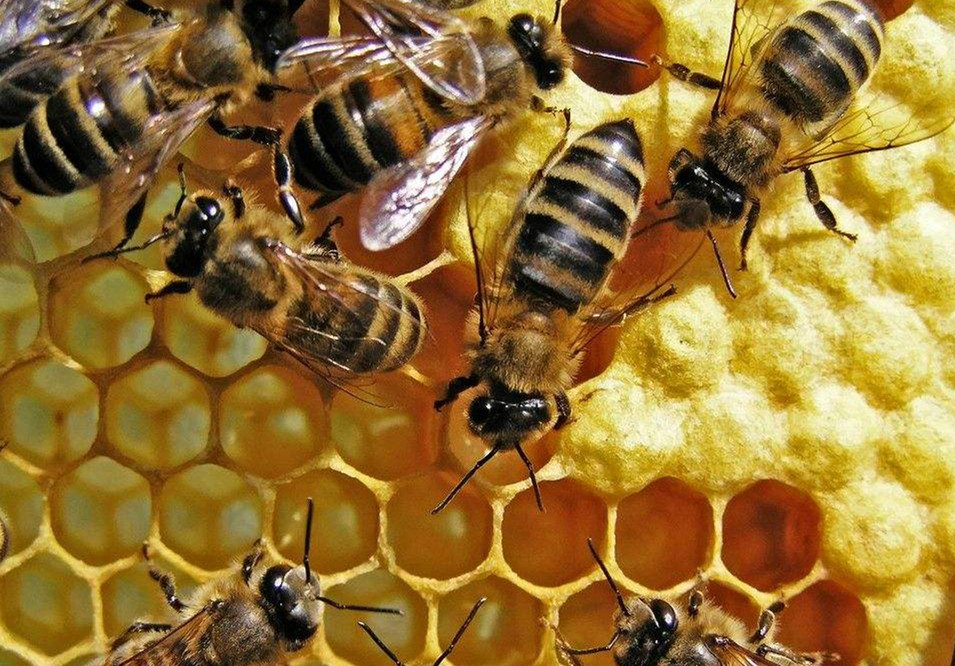 彻底消灭蜂农养的蜜蜂最简单方法,蜜蜂常见病害及防治方法