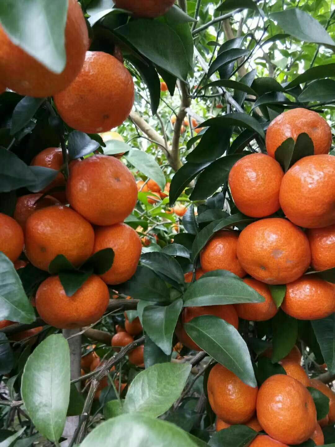 四会砂糖橘汽水,四会砂糖橘汽水批发