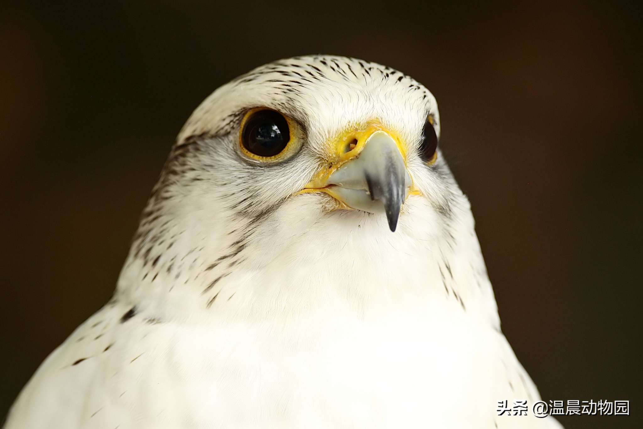 为什么海东青被称为神鸟,海东青是天空中的无敌王者吗