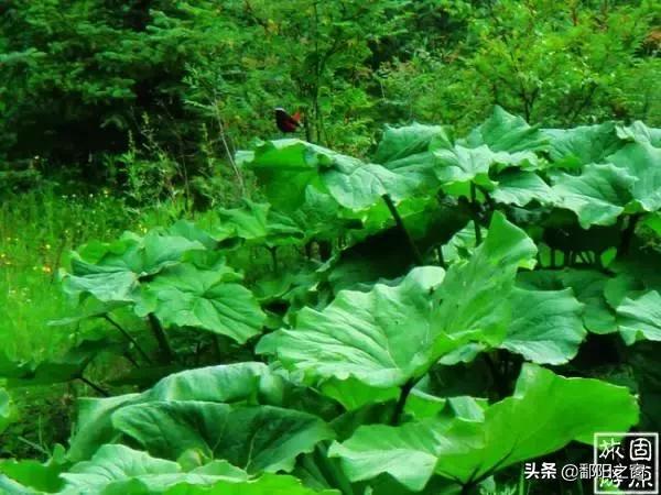 宁夏：相遇在泾源，邂逅人间最美的风景