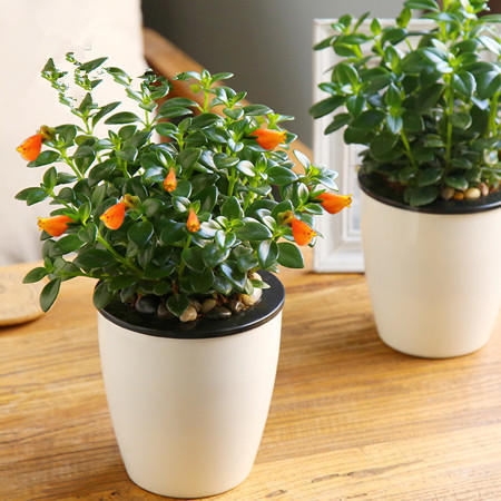 网购的植物好看又好养活的有哪些,网上买什么植物好看好养