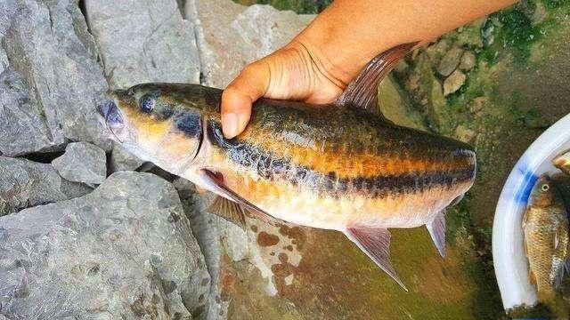 花生钓鱼饵料配方大全,怎样泡制花生饵料