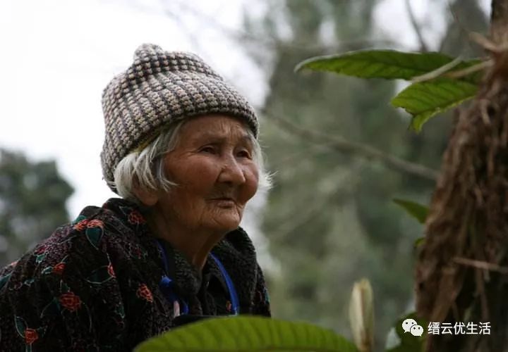 雅宅苦槠豆腐,雅宅苦槠腐