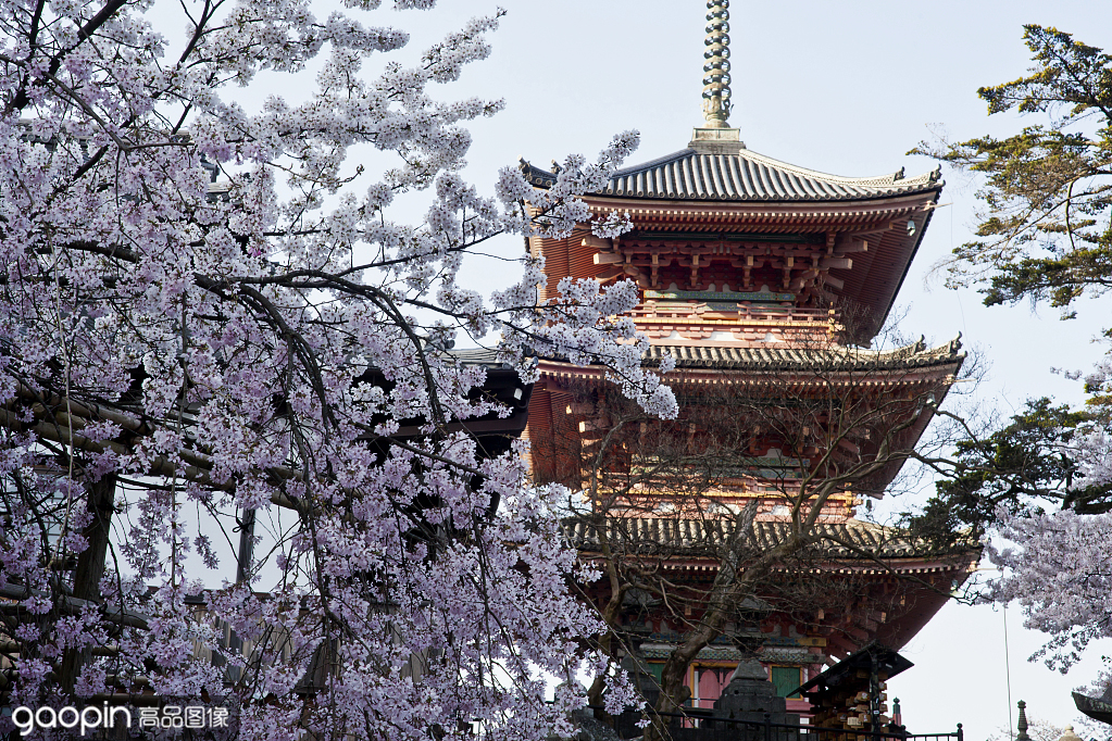 樱花季京都樱花,京都樱花季节是什么时候