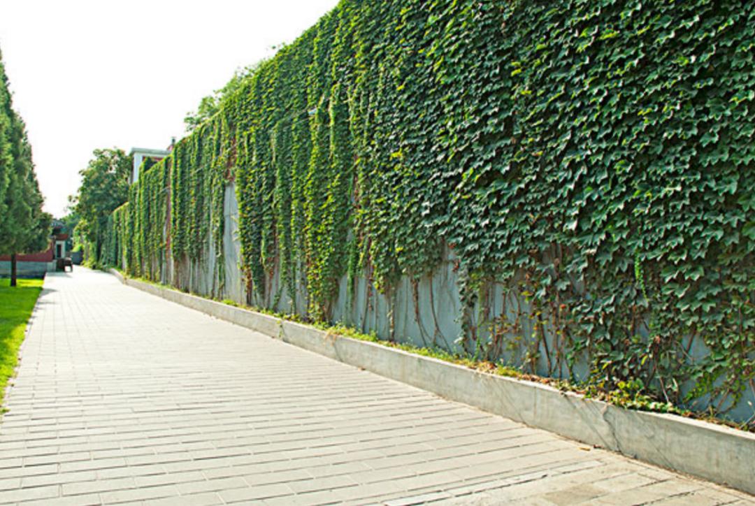 为什么城市高架桥下都要种爬山虎,我国高架桥为什么种爬山虎