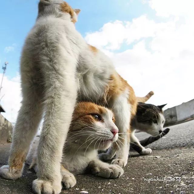 镜头下的猫视频,盘点那些可怜的流浪猫