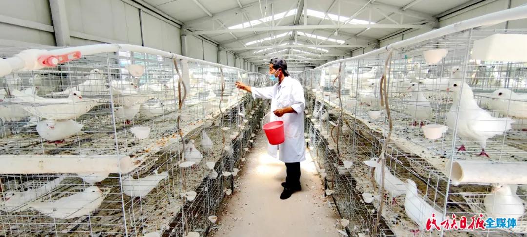 甘肃省积石山县：“小鸽子”衔来致富金钥匙