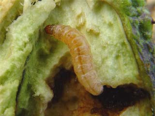 茄子的虫害防治技术,茄子虫害无农药防治