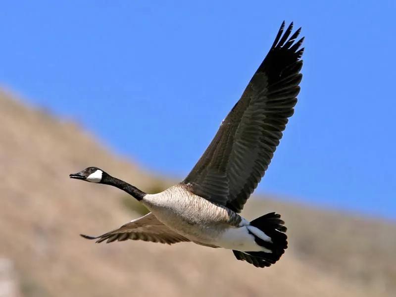 幼儿故事大全3-6岁启蒙故事简短,经典故事大全100个